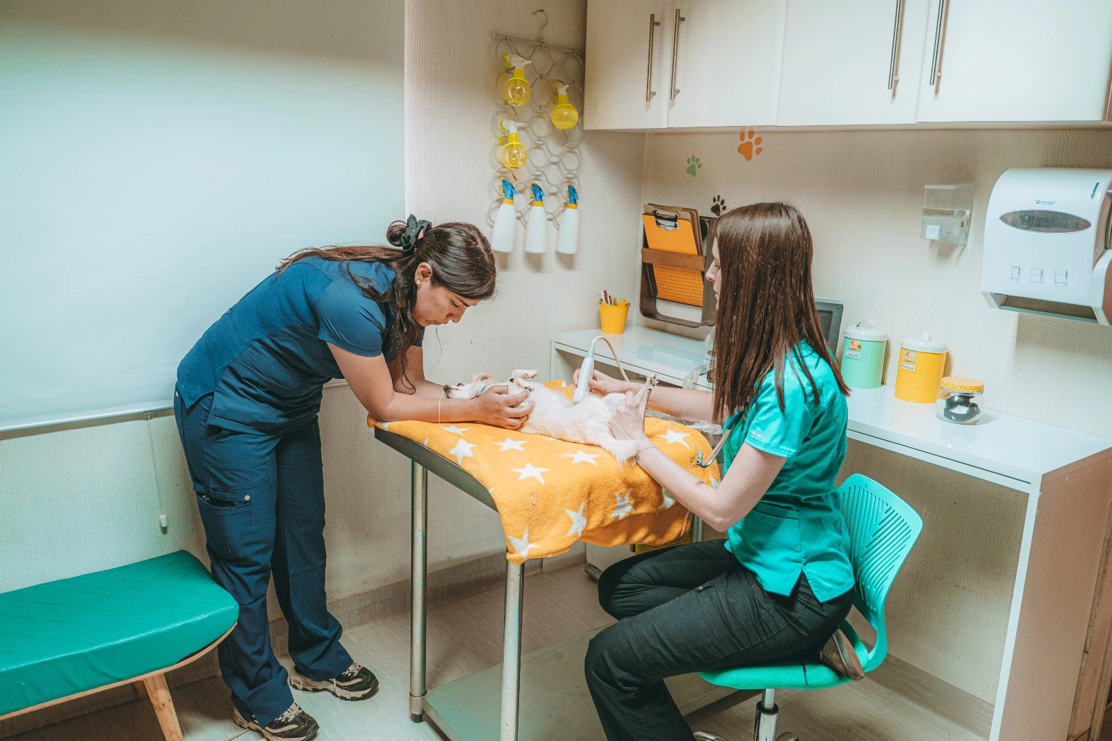 Examen Preventivo Felinos