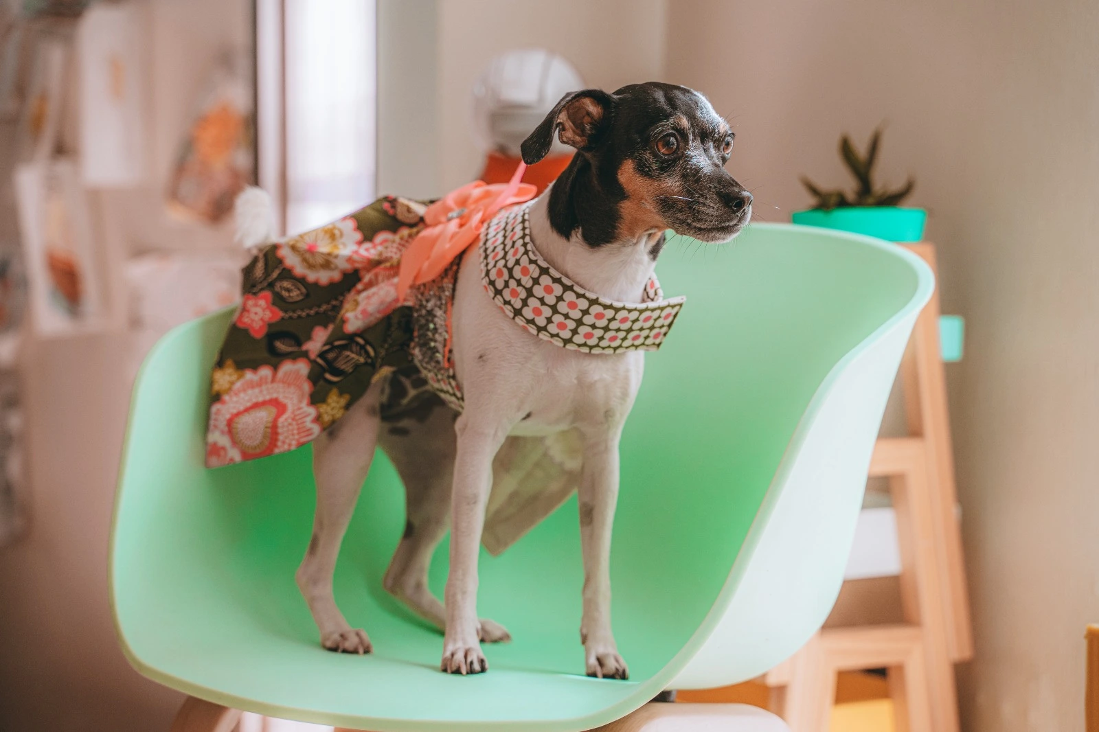 Lulu de vestido en la clínica