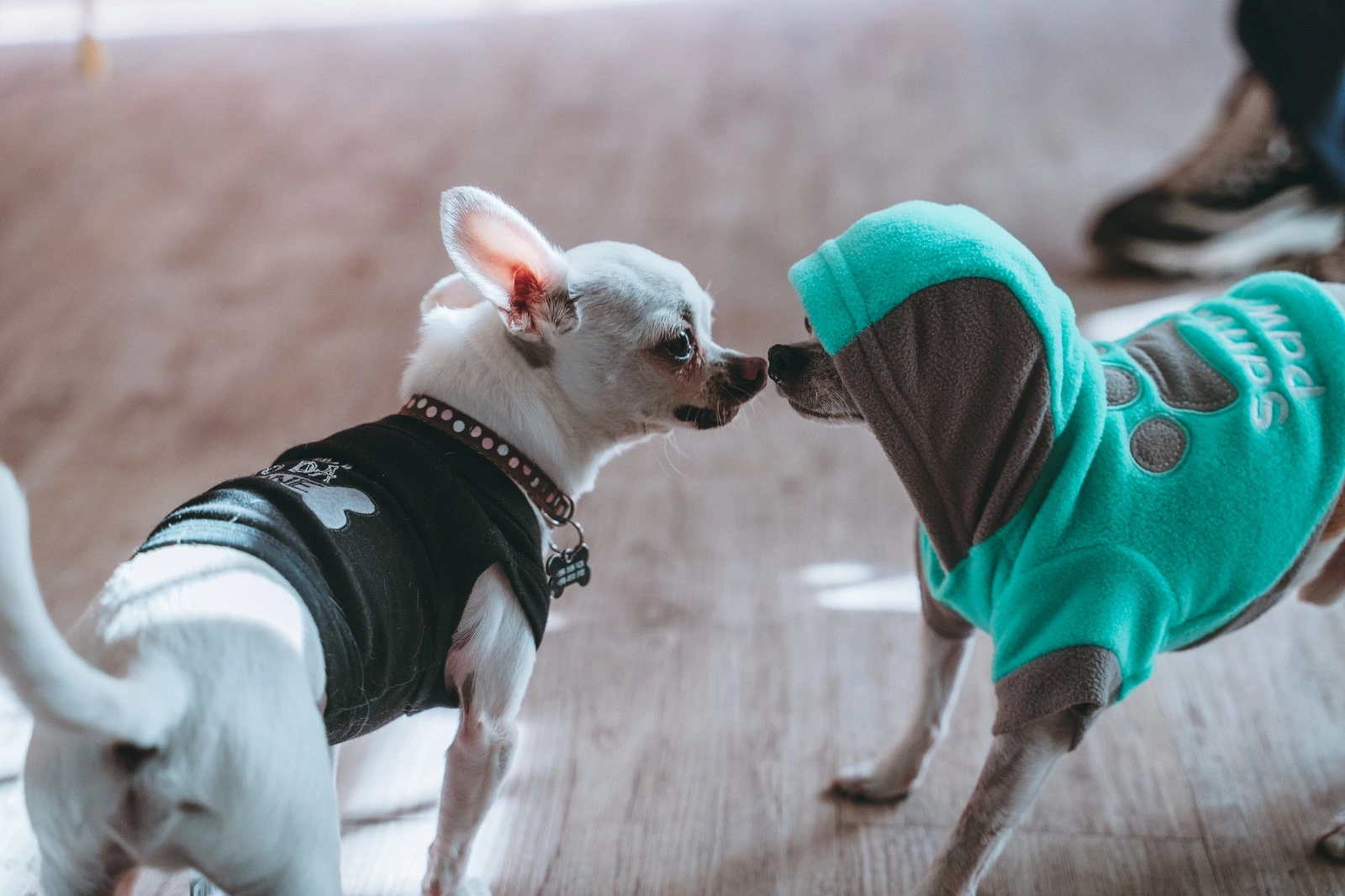 Mascotas conociendose